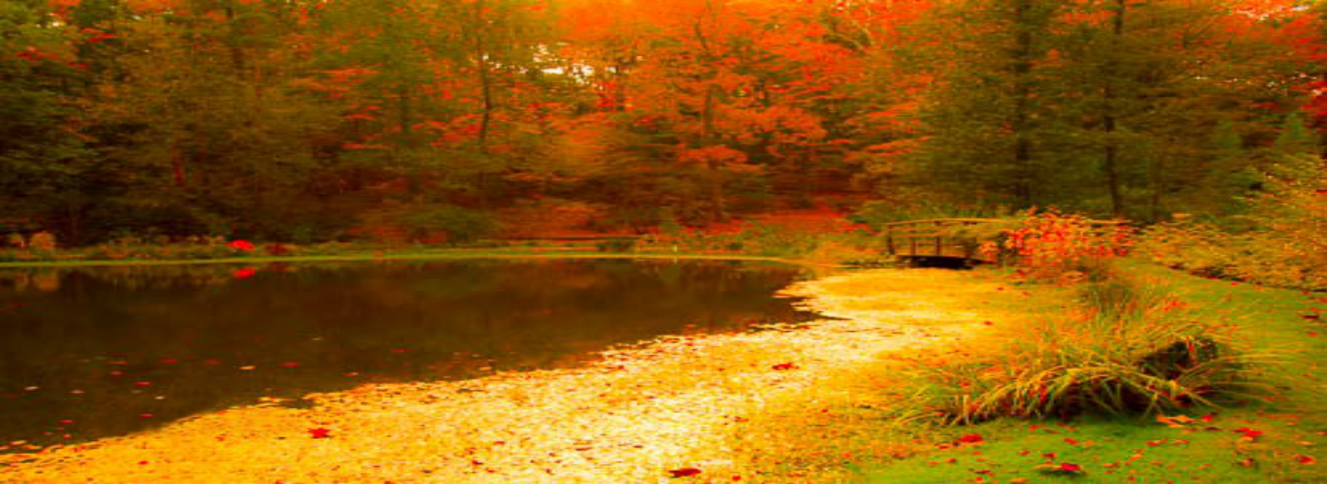 WEBSITE - Buck Gardens Pond Fall